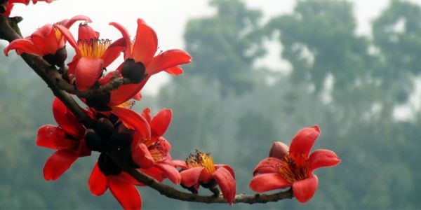 শিমুল গাছ বিলুপ্তির পথে, পরিবেশ ঝুঁকিতে